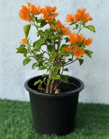 Bougainvillea Spectabilis “30 to 160cm” Orange - Greensouq - 