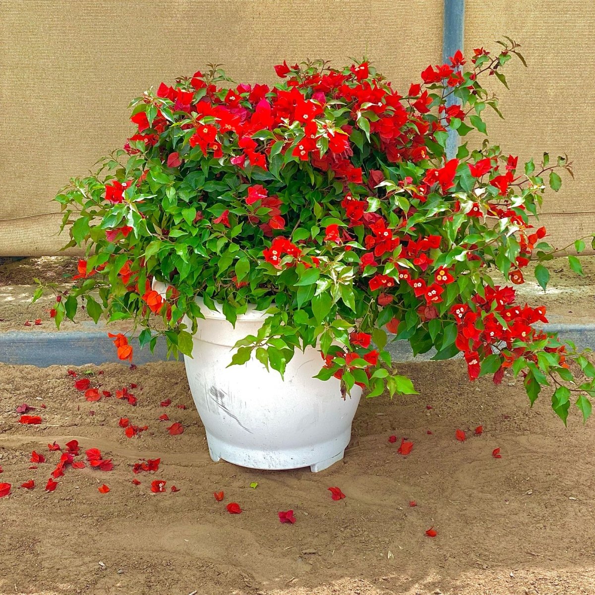 Bougainvillea Red in Cosmoplast Round Pot - Greensouq -