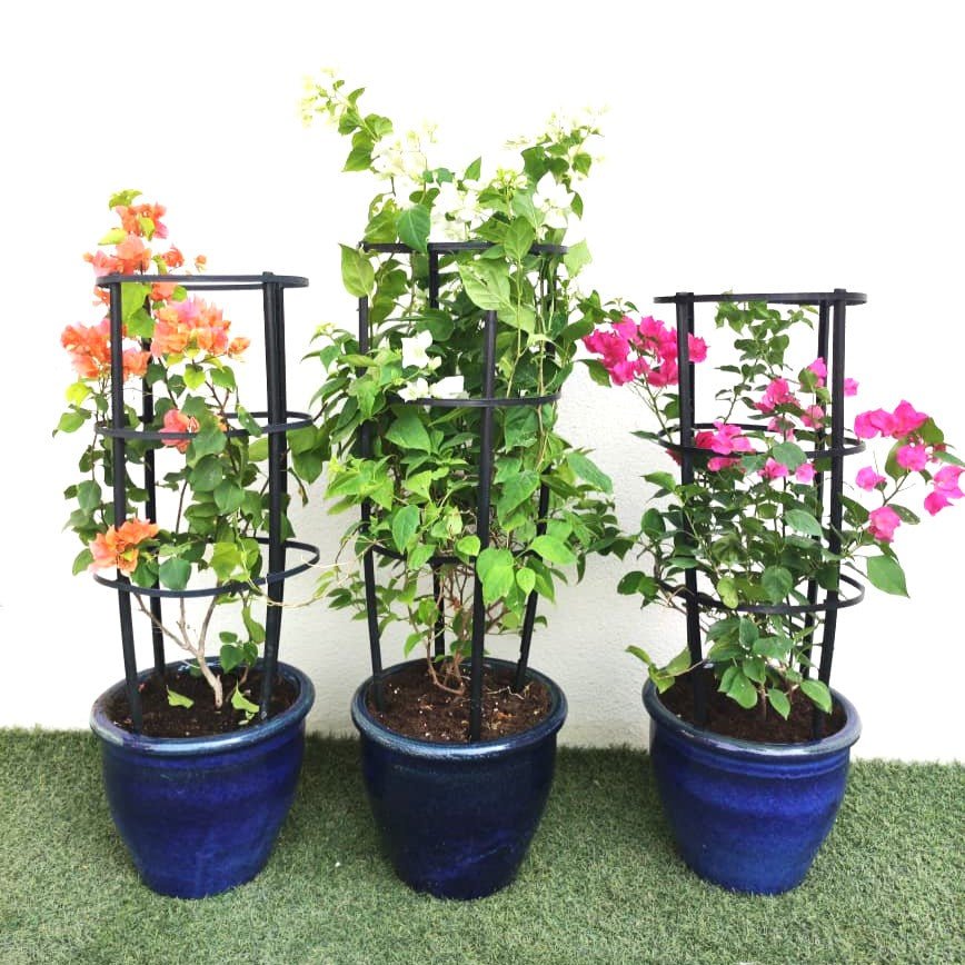 Bougainvillea Trio / White Pink Orange 3 Bougainvillea in Rolled rim Pot - Greensouq - 