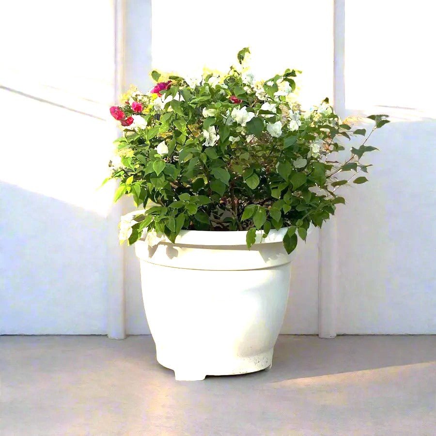 Bougainvillea White Mix in 20" Cosmoplast Round Pot - Greensouq - 