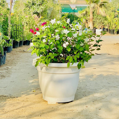 Bougainvillea White Mix in 20" Cosmoplast Round Pot - Greensouq - 