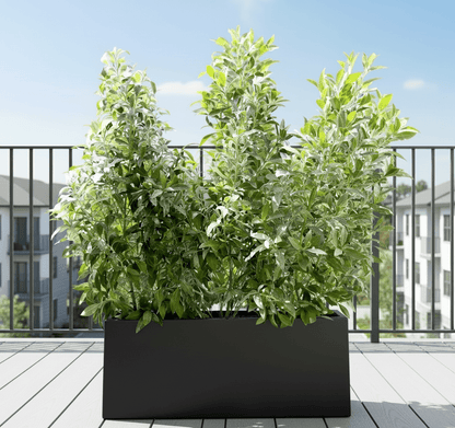 Buttonwood Plant / 3 Conocarpus erectus Sericeus 1.0 - 1.2m in Grp Planter (70 - 30 - 30) - Greensouq - 