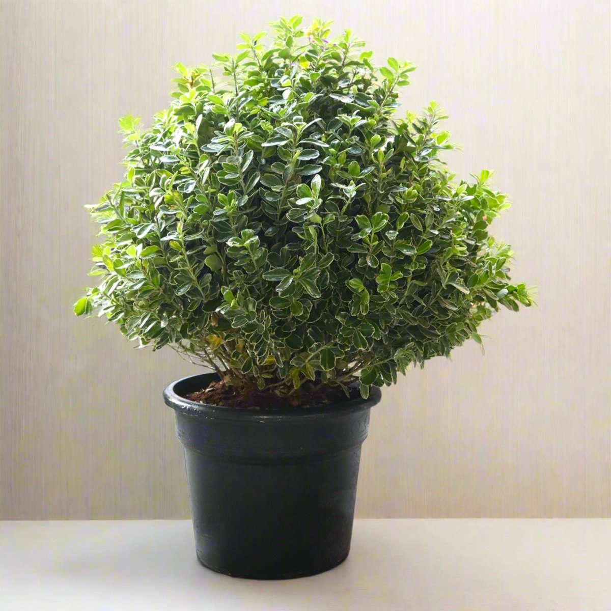 Buxus (35 - 40cm Dia) - Greensouq - 