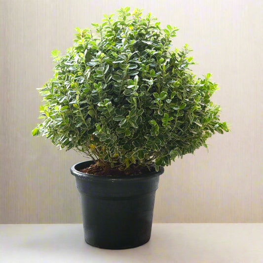 Buxus (35 - 40cm Dia) - Greensouq - 