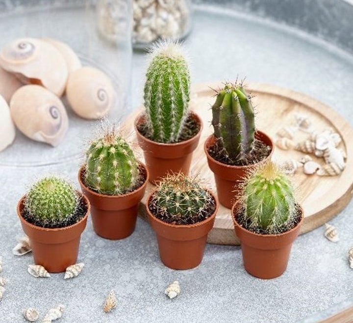 Cactus Mix "Indoor mini Cactus" - Greensouq - 