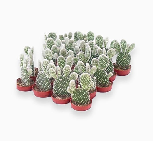 Cactus Opuntia Albata or Bunny Ears 5 - 8cm - Greensouq - 