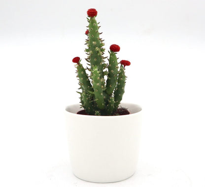 Cactus Opuntia Subulata Indoor | Austrocylindropuntia subulata 5 - 8cm - Greensouq - 