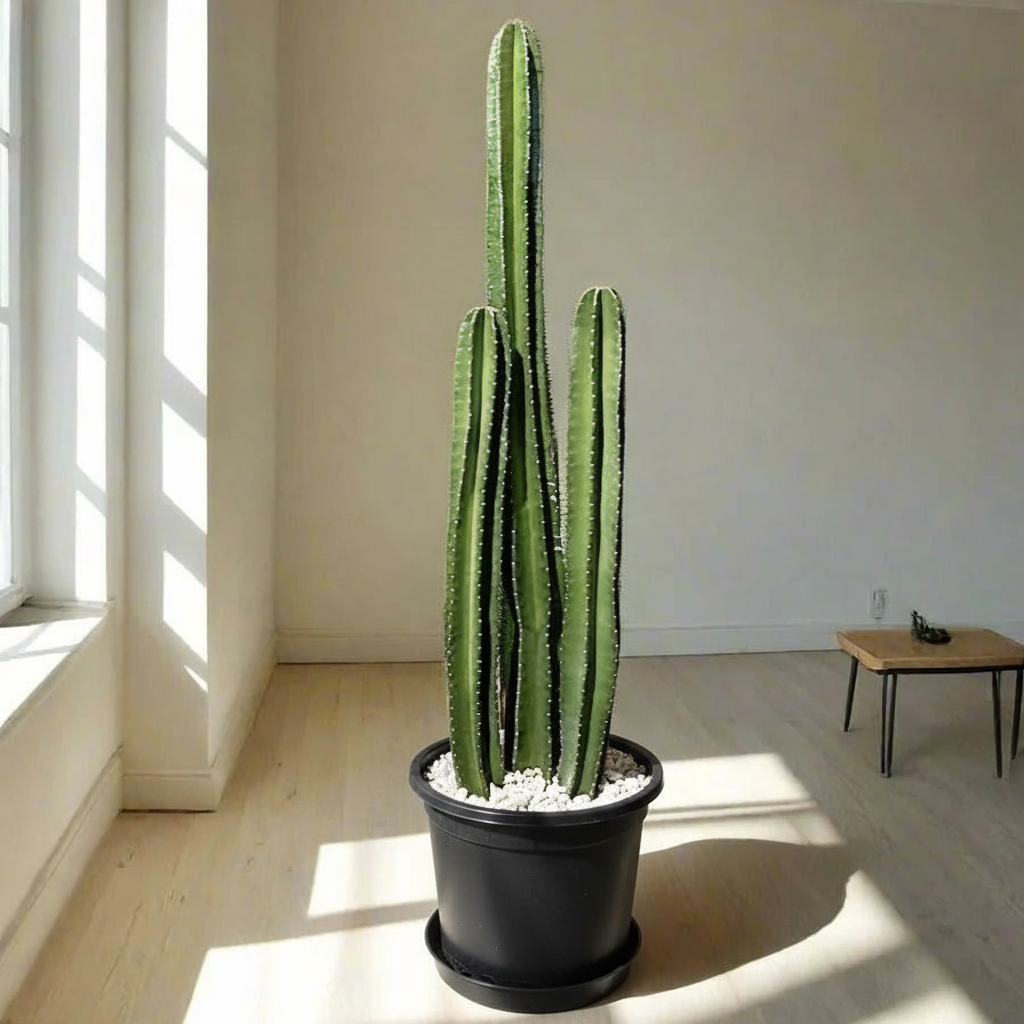 Cactus San Pedro (1.0 - 1.4m) - Greensouq -