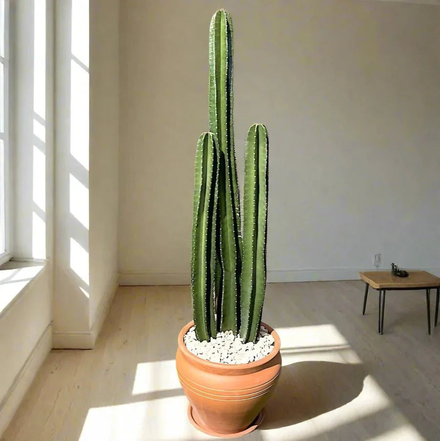 Cactus San Pedro (1.0 - 1.4m) - Greensouq - 