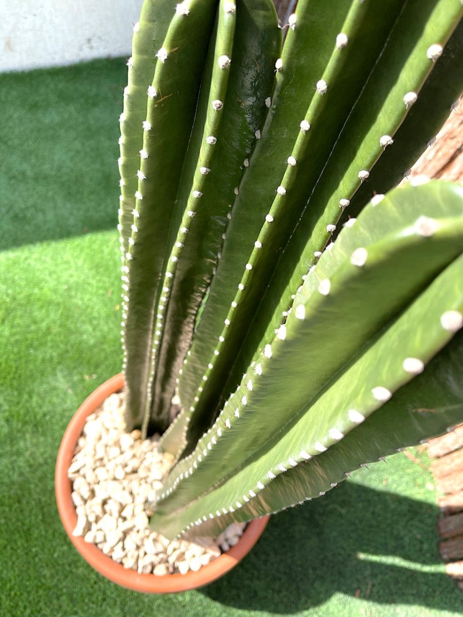 Cactus San Pedro (1.0 - 1.4m) - Greensouq - 