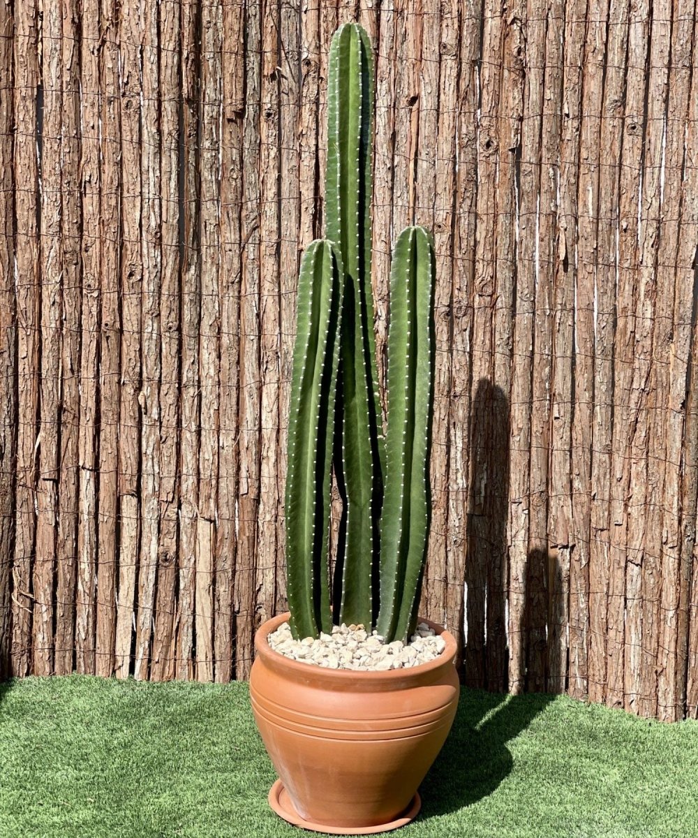 Cactus San Pedro (1.0 - 1.4m) - Greensouq - 