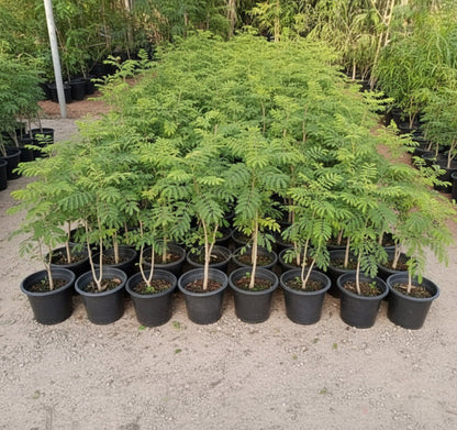 Caesalpinia Pulcherrima "Peacock Flower" 40 - 50cm - Greensouq - 