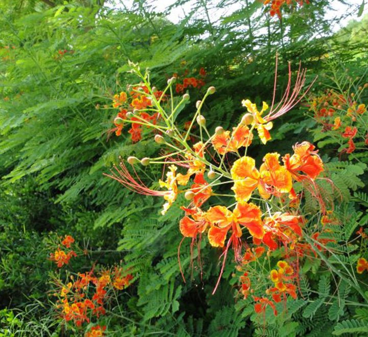 Caesalpinia Pulcherrima "Peacock Flower" 40 - 50cm - Greensouq - 