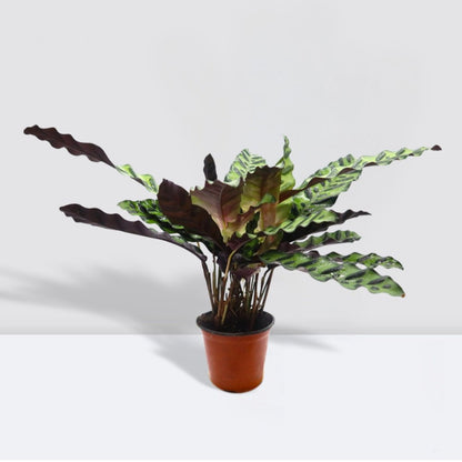 Calathea Lancifolia (Rattlesnake Plant) - 30cm - Greensouq - 