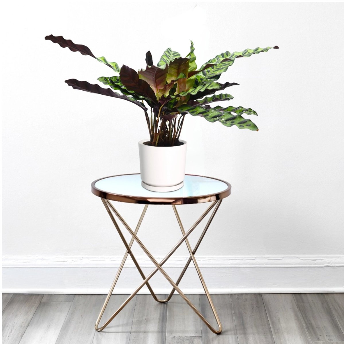 Calathea Lancifolia (Rattlesnake Plant) - 30cm - Greensouq - 