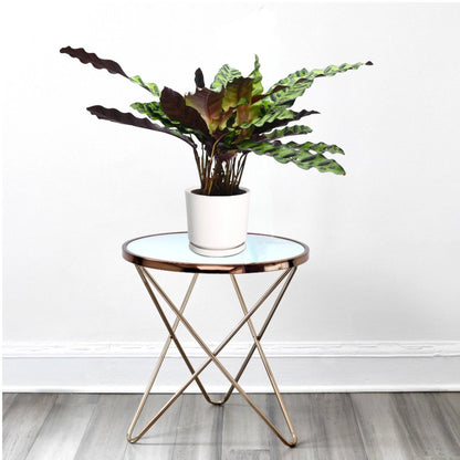 Calathea Lancifolia (Rattlesnake Plant) - 30cm - Greensouq - 