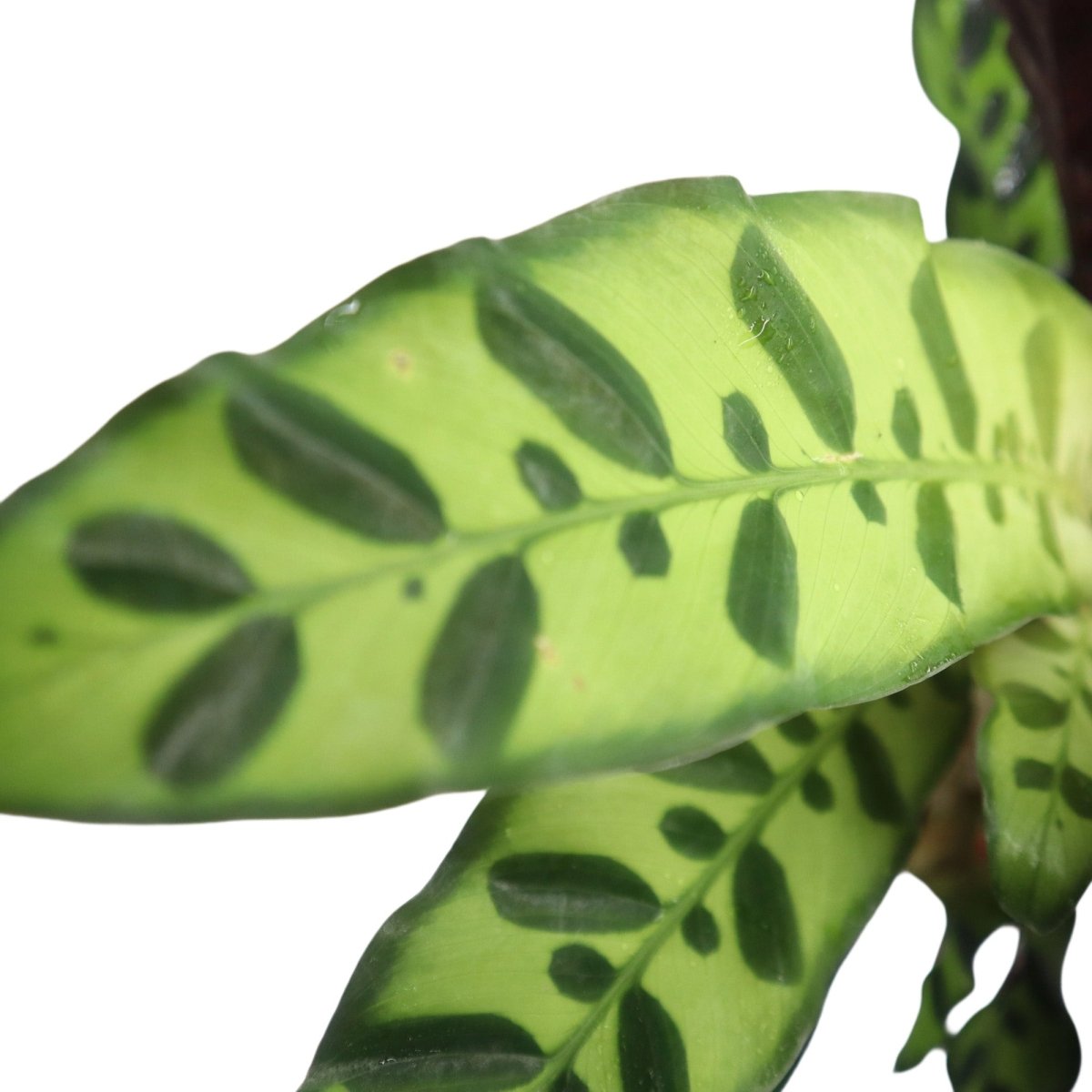 Calathea Lancifolia (Rattlesnake Plant) - 30cm - Greensouq - 