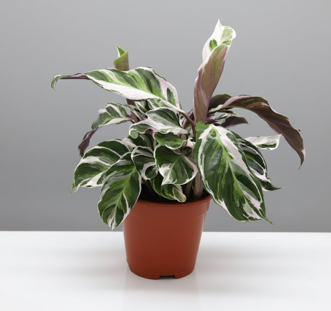 Calathea Leitzei "Fusion White" 25 - 30cm - Greensouq - 