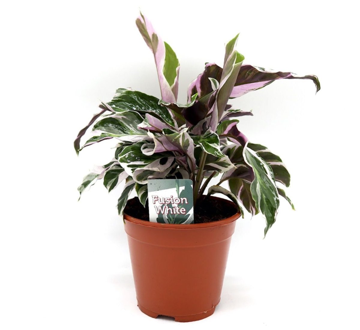Calathea Leitzei "Fusion White" 25 - 30cm - Greensouq - 
