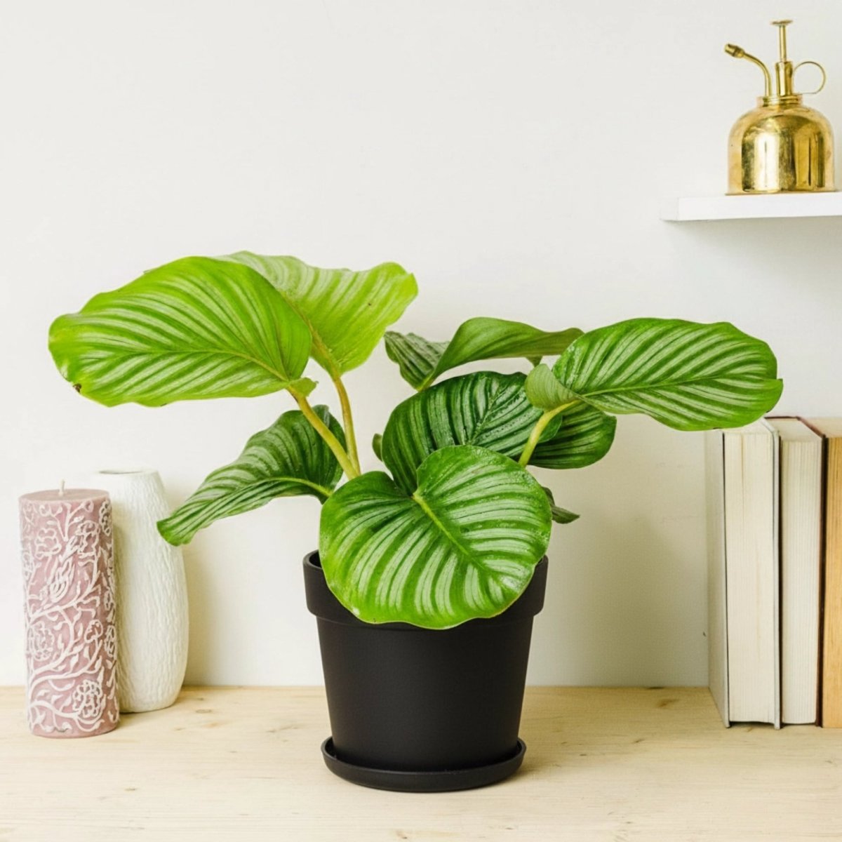 Calathea orbifolia 30 - 40cm - Greensouq - 