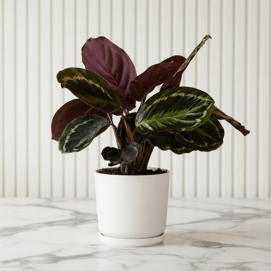 Calathea, Peacock Plant or Zebra Plant نبات زيبر ا - Greensouq - 
