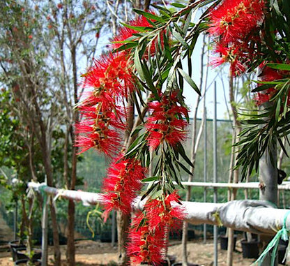 Callistemon viminalis "Bottle Brush Tree" - Greensouq - 