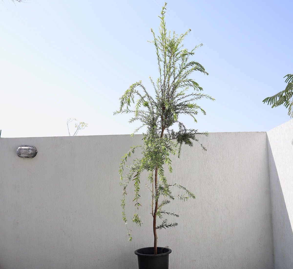 Callistemon viminalis "Bottle Brush Tree" - Greensouq - 