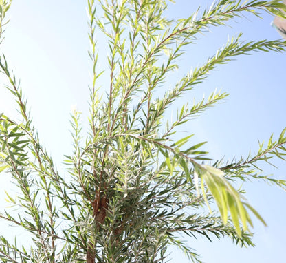 Callistemon viminalis "Bottle Brush Tree" - Greensouq - 