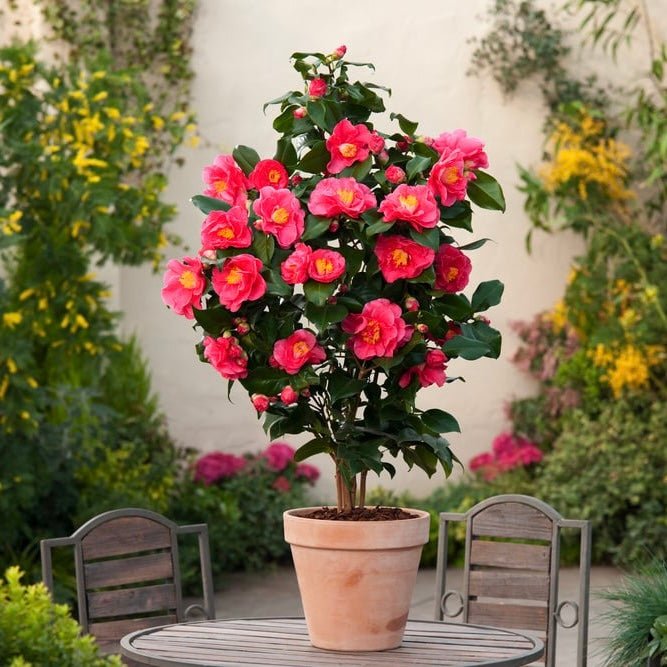 Camellia SP - Japanese Camellia 60cm - 80cm - Greensouq - 