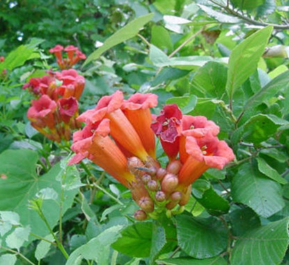 Campsis radicans "Trumpet Vine" - Greensouq - 