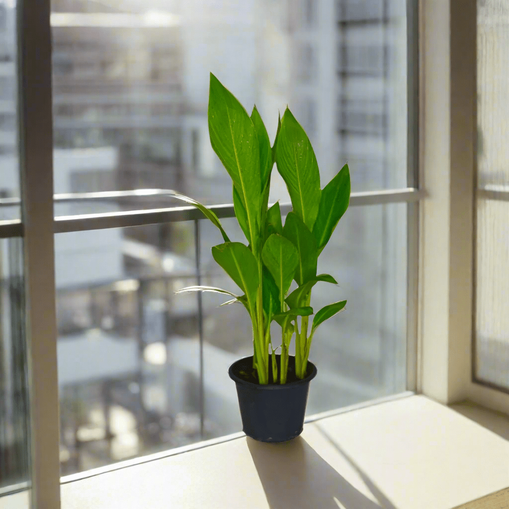 Canna Indica or Canna Green - Greensouq - 