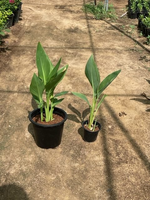 Canna Indica or Canna Green - Greensouq - 