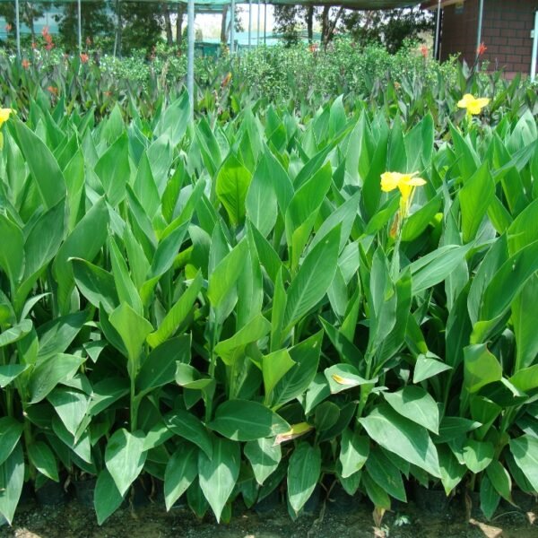 Canna Indica or Canna Green - Greensouq - 