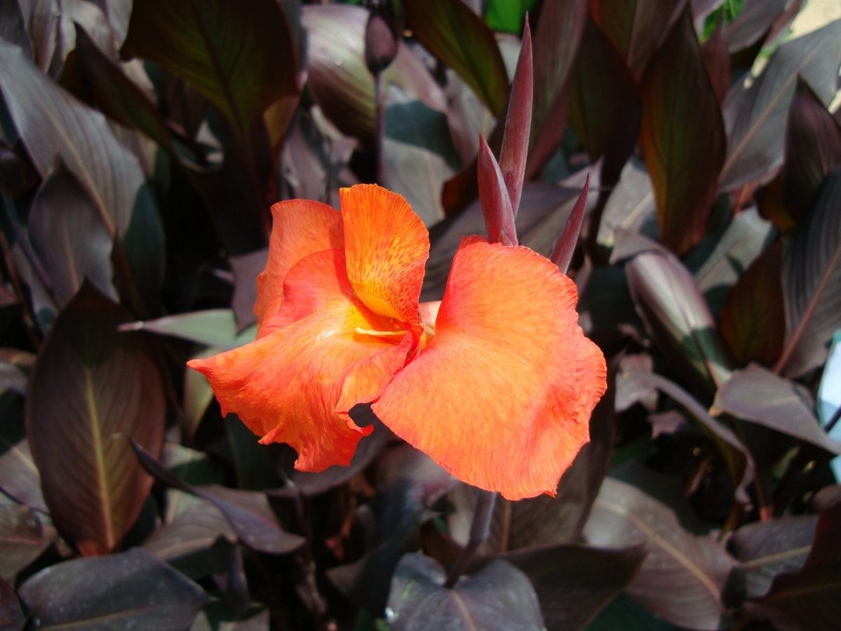Canna Indica 'Purpurea' 30 - 50cm Overall Height - Greensouq - 