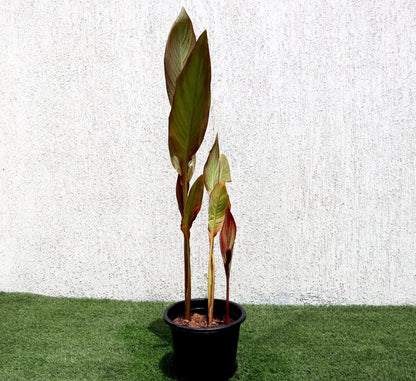 Canna Indica 'Purpurea' 30 - 50cm Overall Height - Greensouq - 