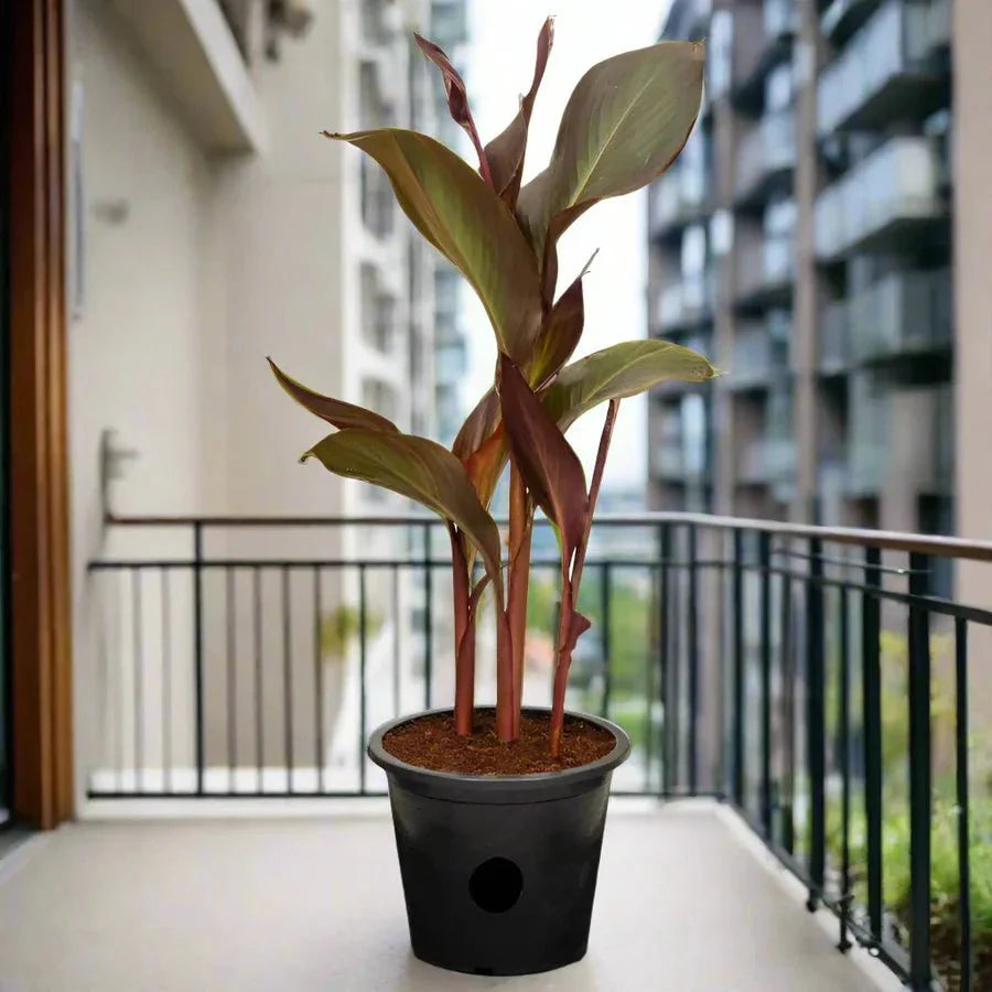 Canna Indica 'Purpurea' 30 - 50cm Overall Height - Greensouq - 