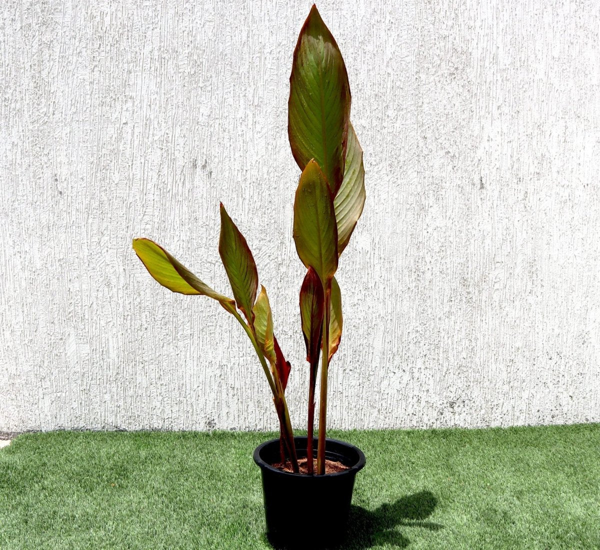 Canna Indica 'Purpurea' 30 - 50cm Overall Height - Greensouq - 