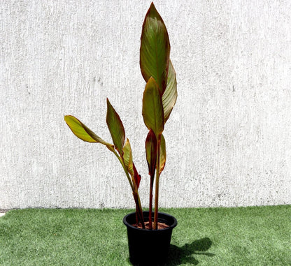 Canna Indica 'Purpurea' 30 - 50cm Overall Height - Greensouq - 