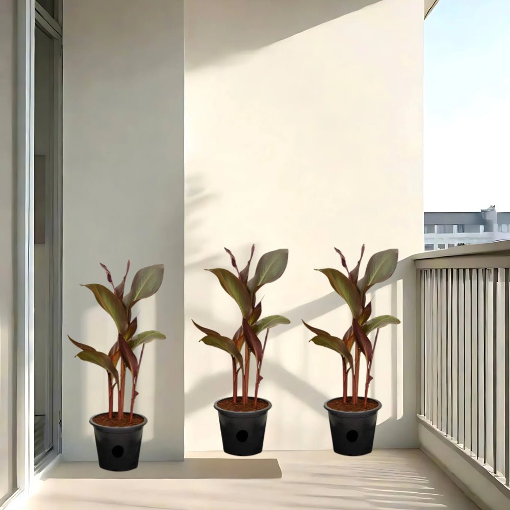 Canna Indica 'Purpurea' 30 - 50cm Overall Height - Greensouq - 