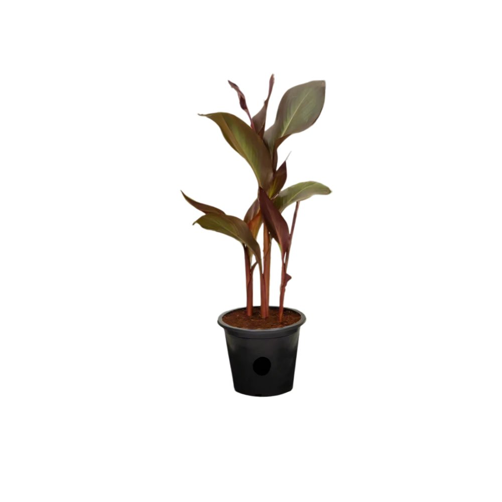 Canna Indica 'Purpurea' 30 - 50cm Overall Height - Greensouq - 