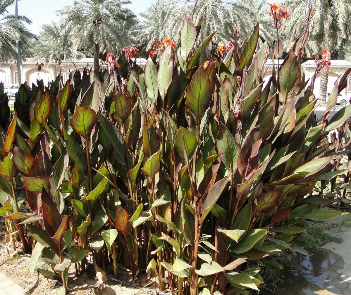 Canna Indica 'Purpurea' 30 - 50cm Overall Height - Greensouq - 