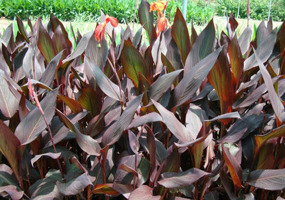 Canna Indica 'Purpurea' 30 - 50cm Overall Height - Greensouq - 