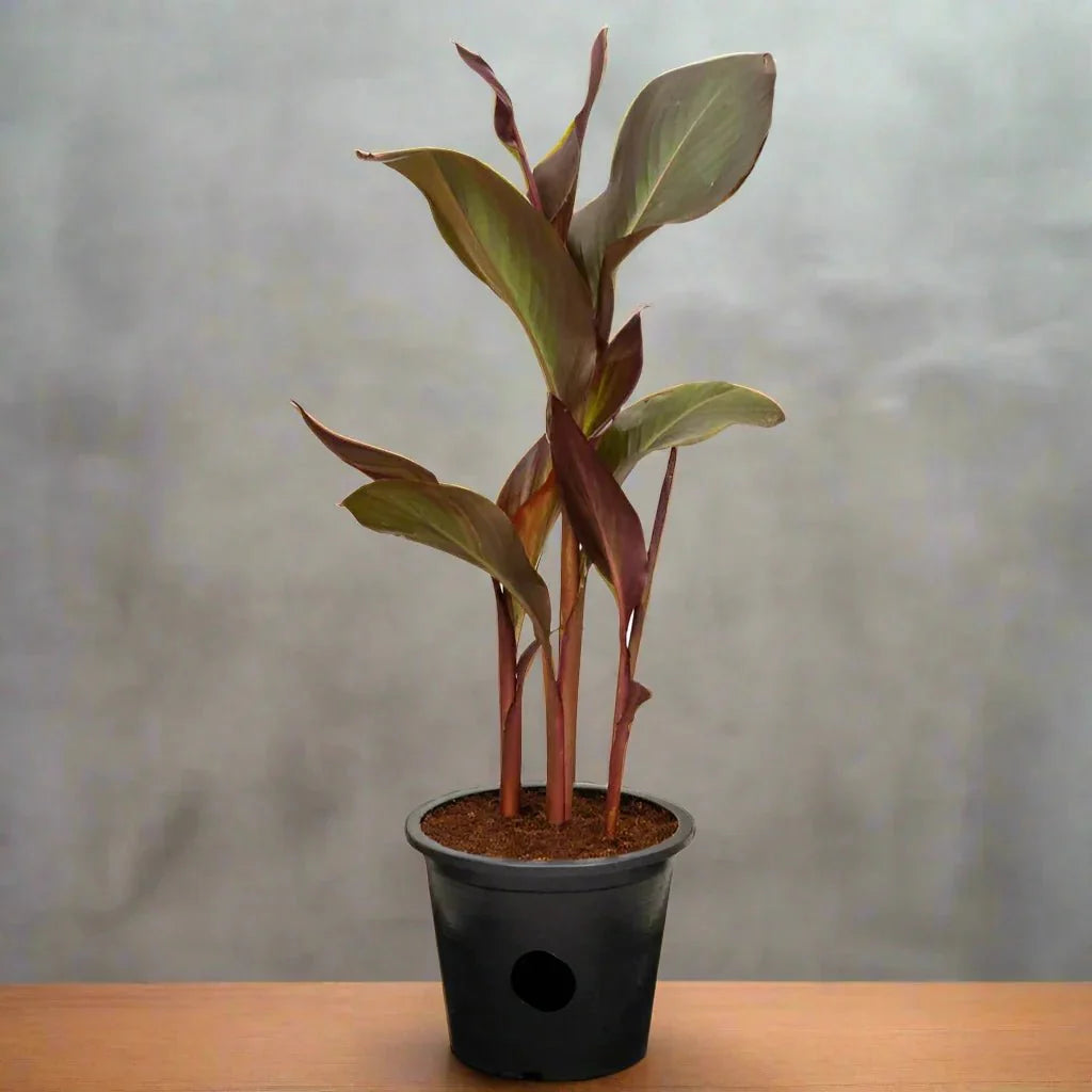 Canna Indica 'Purpurea' 30 - 50cm Overall Height - Greensouq - 