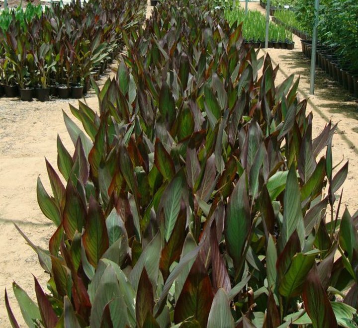 Canna Indica 'Purpurea' 30 - 50cm Overall Height - Greensouq - 