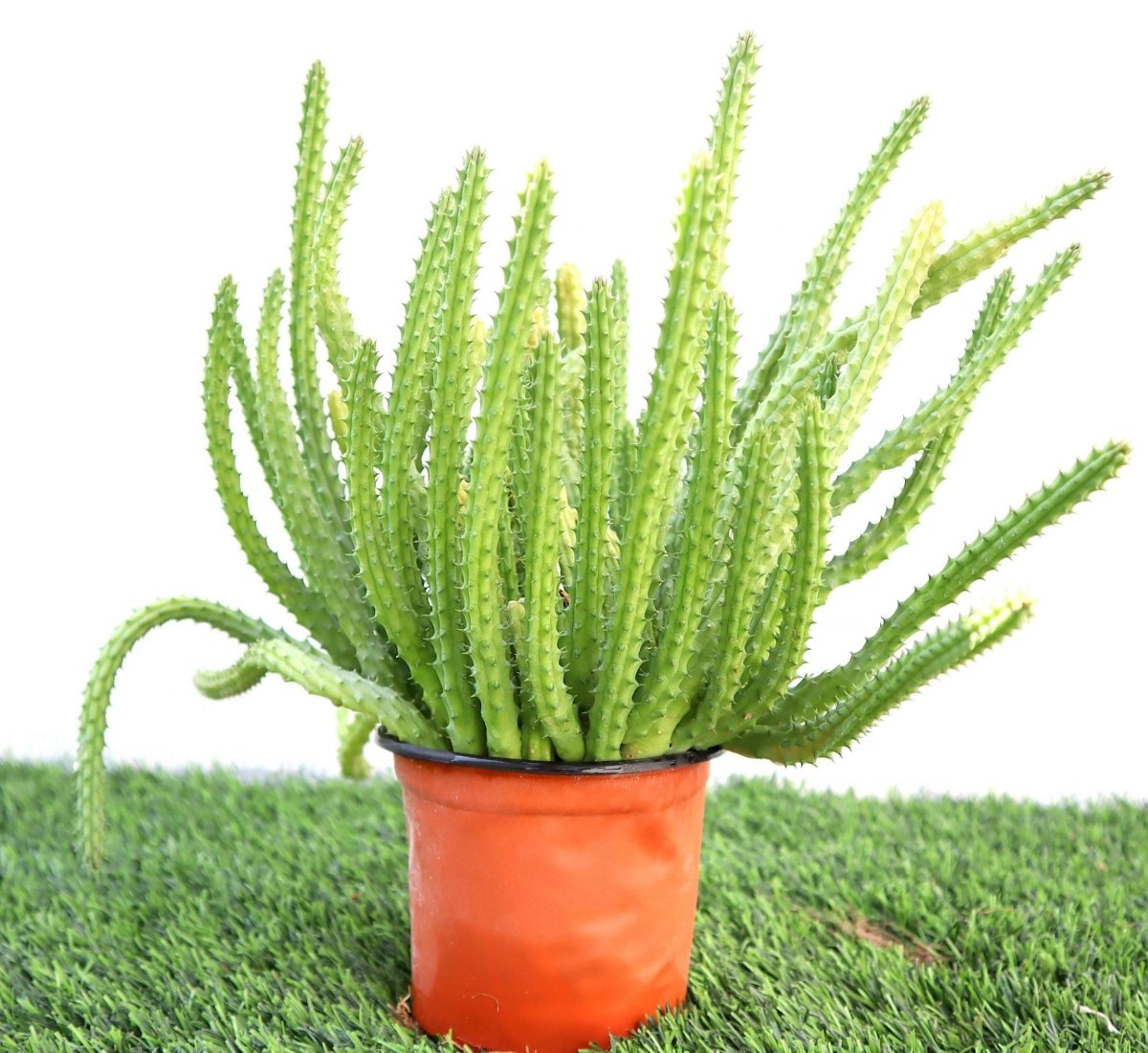 Caralluma Adscendens Cactus 0.2-0.3m - Greensouq -