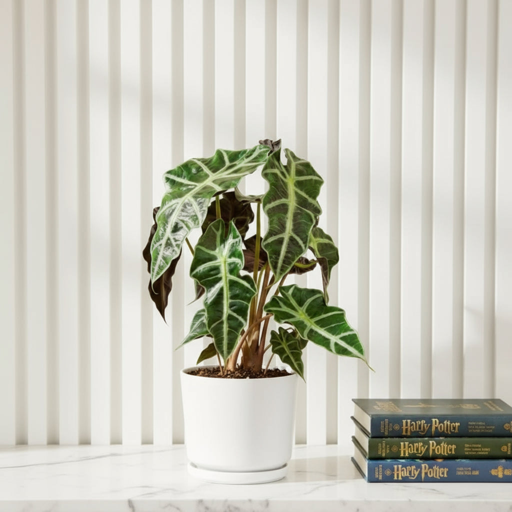 Alocasia Polly - Greensouq -