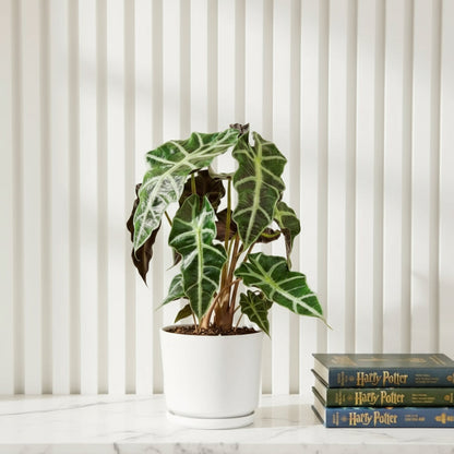 Alocasia Polly - Greensouq -