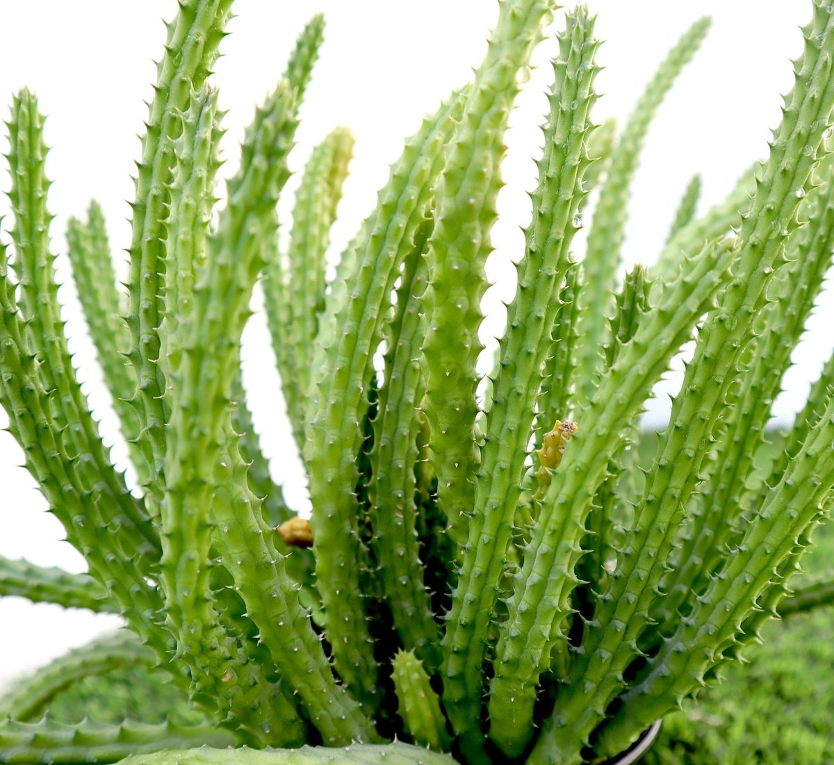 Caralluma Adscendens Cactus 0.2-0.3m - Greensouq -
