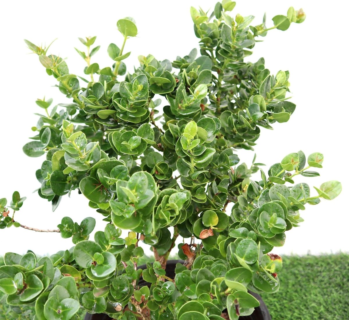 Carissa Grandiflora "Prostrata Natal Plum" - Greensouq - 