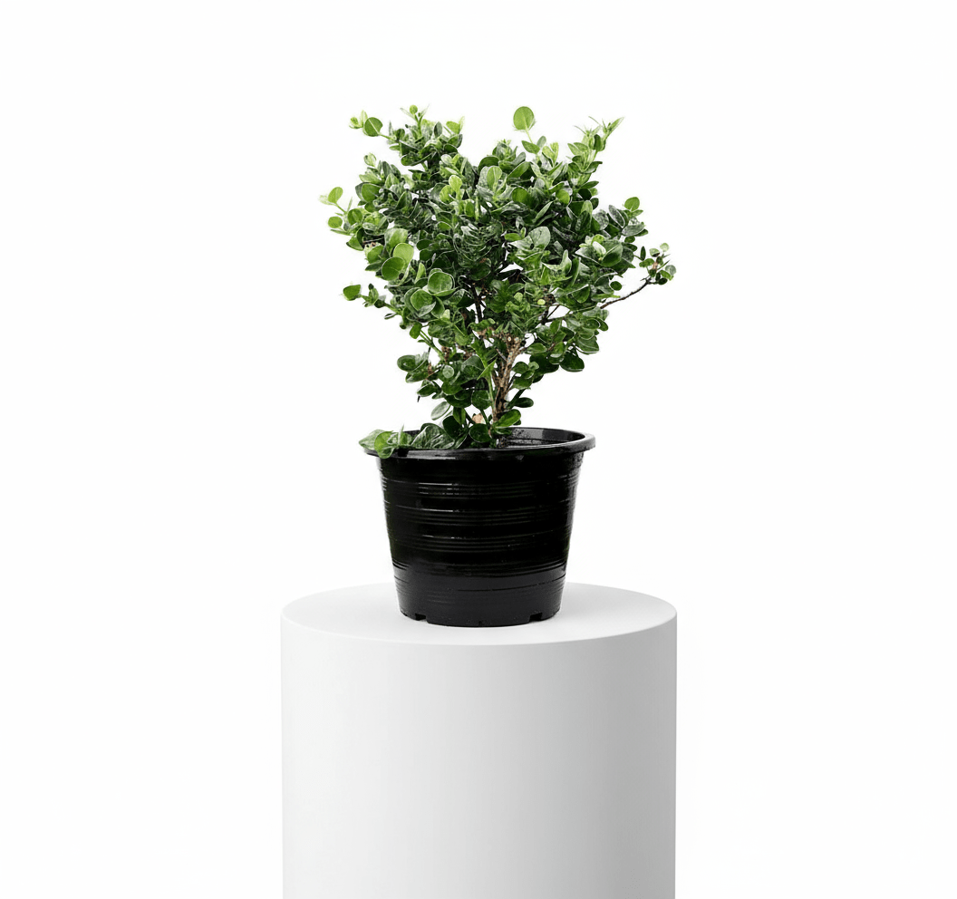 Carissa Grandiflora "Prostrata Natal Plum" - Greensouq - 